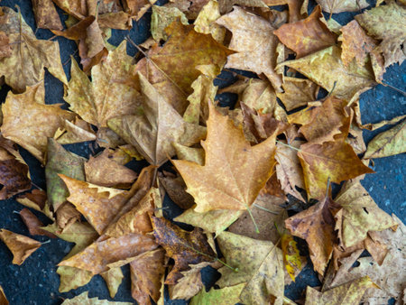 Autumn is coming. Fallen maple leaves on the sidewalk. Yellow dry leaves in August. Early leaf fall....