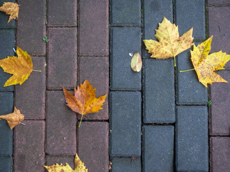 Autumn is coming. Fallen maple leaves on the sidewalk. Yellow dry leaves in August. Early leaf fall. Autumn concept. Summer is over.の写真素材