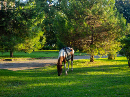 A spotted horse grazes in a meadow in the city. The animal in the park eats grass. Beautiful horse on the lawn. Animal for photoの写真素材