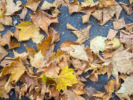 Autumn is coming. Fallen maple leaves on the sidewalk. Yellow dry leaves in August. Early leaf fall. Autumn concept. Summer is over.の写真素材
