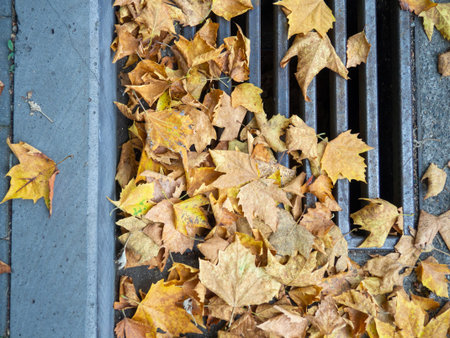 Autumn is coming. Fallen maple leaves on the sidewalk. Yellow dry leaves in August. Early leaf fall. Autumn concept. Summer is over. Storm grate.の写真素材