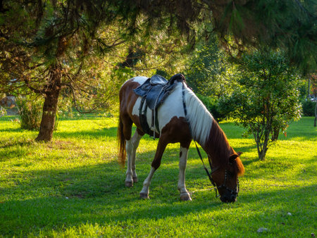 A spotted horse grazes in a meadow in the city. The animal in the park eats grass. Beautiful horse on the lawn. Animal for photoの写真素材