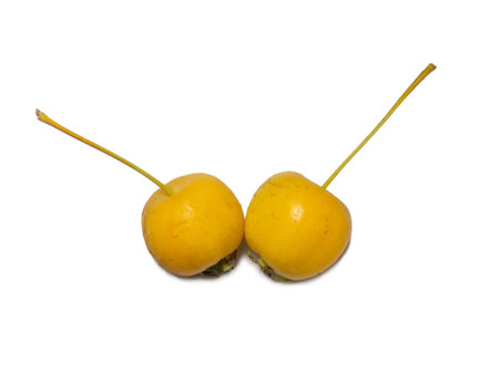 early variety of apples. Small yellow apples on a white background. Summer fruit isolate. Chinese gold.の写真素材