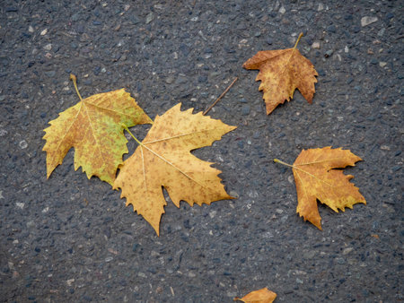 Autumn is coming. Fallen maple leaves on the sidewalk. Yellow dry leaves in August. Early leaf fall. Autumn concept. Summer is over.の写真素材