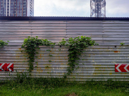 Ivy on an iron temporary fence. Plant on metal. Road sign on the fenceの写真素材
