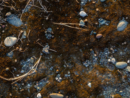 Ground background. Stones, pebbles, earth and moss. What is under your feet. Beach ground. Natureの写真素材