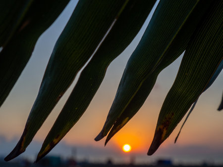 Sunset on the background of palm leaves. Leaf silhouettes. Beach of the Black Sea coast. Defocus. The concept of an evening at the resort. Beach on the sea and the sun. brightlyの写真素材