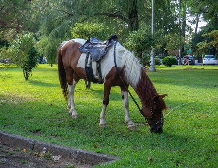 Brown horse grazes on the lawn in the city park. The horse chews grass. Carsive animal for a photo. Resort businessの写真素材