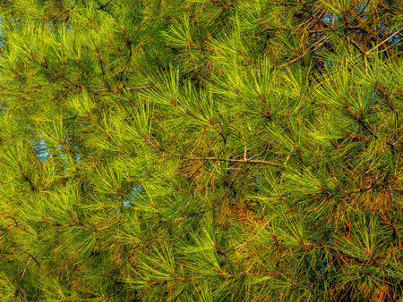 Background from needles. Coniferous tree branches with cones. Pure nature. Ecology. Environment. subtropical treesの写真素材