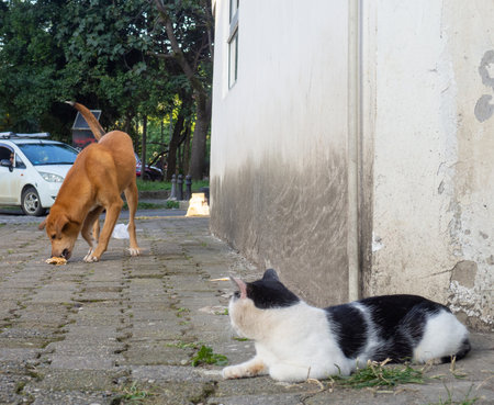 Cat and dog relationship concept. Yard animals. Good neighbors. The cat looks at the dog from around the corner. The dog eats and the cat watchesの写真素材