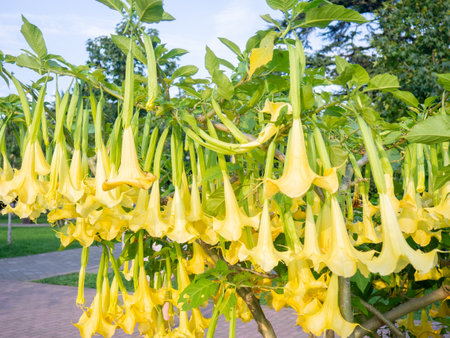Brugmansia. angel trumpets. Tree-like shrub in the south. Yellow flowers. Bells. The buds of the culture have a persistent characteristic aroma, which is especially intensified at night.の写真素材