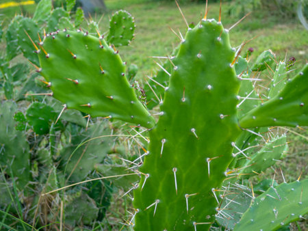 Prickly pear cactus. Background of leaves and thorns. Cactus parts. Spring green plant. Danger. Catus conceptの写真素材