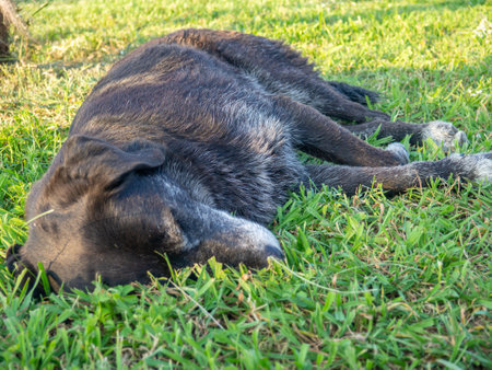 black homeless dog sleeps on the grass. Rest with the dog. Well-fed letter. Animals in the parkの写真素材