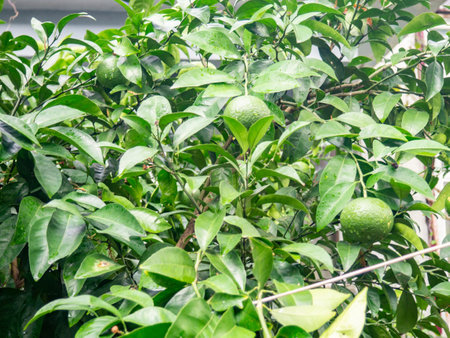 Bushes with green tangerines. Unripe tangerines on the tree. Green fruit on a branch. Citrus fruits in October. Vitamins concept. Fruit ripening. Harvest is far awayの写真素材