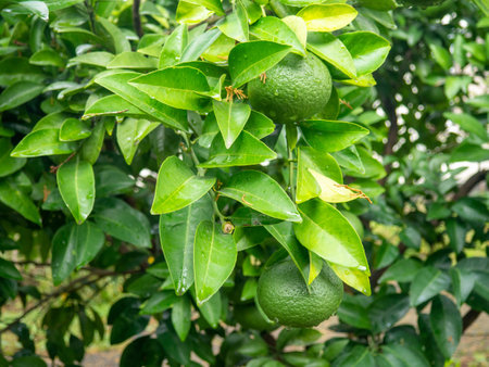Bushes with green tangerines. Unripe tangerines on the tree. Green fruit on a branch. Citrus fruits in October. Vitamins concept. Fruit ripening. Harvest is far awayの写真素材