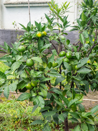 Unripe tangerines on a branch. Citrus bush. Green tangerine on a bush. Leaves. The process of fruit ripening. Unripe fruitの写真素材