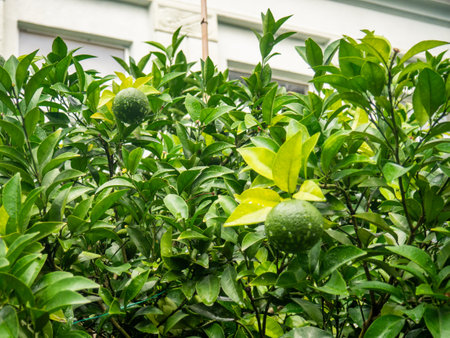 Unripe tangerines on a branch. Citrus bush. Green tangerine on a bush. Leaves. The process of fruit ripening. Unripe fruitの写真素材