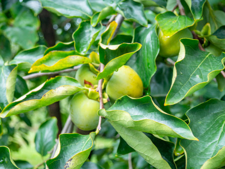 Unripe persimmon on a branch. Greenish fruits on a tree. Ripening persimmons. Unripe fruit concept. Slightly red. Vitamins in the gardenの写真素材
