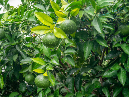 Unripe tangerines on a branch. Citrus bush. Green tangerine on a bush. Leaves. The process of fruit ripening. Unripe fruitの写真素材
