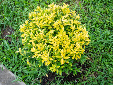 Bush in the park. Small bush. Decoration of the territory. Young plants. Gardeningの写真素材