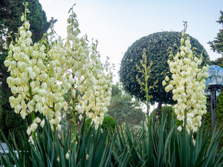Yucca palm blossom. White flowers on a palm tree. Flowers in the shape of bells. Botany. In the park.の写真素材