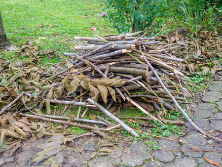 Brushwood on the ground. Work of landscaping services. Gardening. The cut branches are stacked before removal. Utilities. Improvement of the parkの写真素材