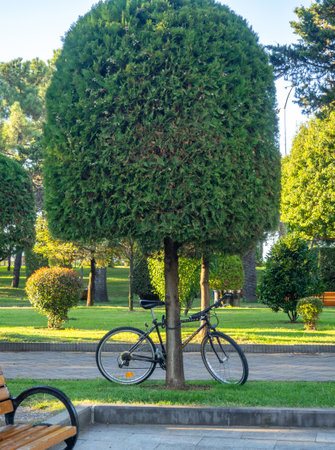 Batumi, Georgia. 10.13.2023 bicycle is parked near a palm tree. Relaxation in the park. Active recreation of a tourist. A vehicle without an ownerのeditorial素材