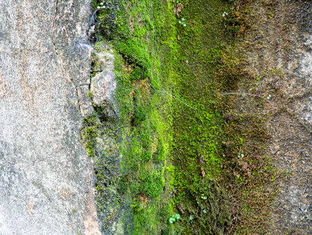 Brickwork breaks through under the cement. Background from an old wall and moss. Mold and moss on the wall. Part of an old house. Cement and brick backgroundの写真素材