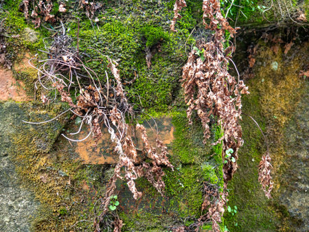 Brickwork breaks through under the cement. Background from an old wall and moss. Mold and moss on the wall. Part of an old houseの写真素材
