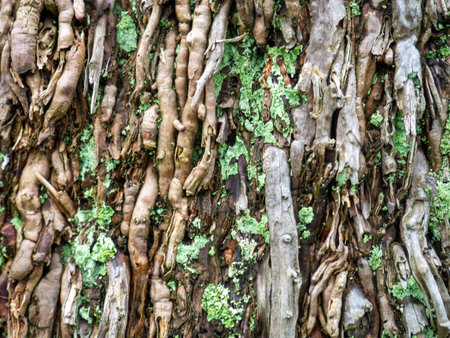 Wood surface background. Palm bark. Roots on the trunk. Uneven natural surface. Natural texture,...