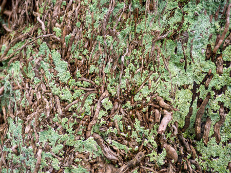 Wood surface background. Palm bark. Roots on the trunk. Uneven natural surface. Natural texture, wood textureの写真素材