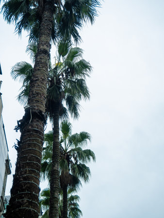Tall palm trees against a cloudy sky. Autumn at the southern resort. Troika trees in bad weather. At the Black Seaの写真素材