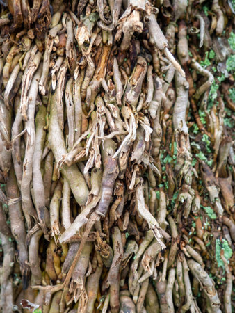 Wood surface background. Palm bark. Roots on the trunk. Uneven natural surface. Natural texture, wood textureの写真素材