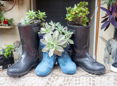 Flower pots of unusual shape. A pot of boots and galoshes with a plant. Gardening. Creative thinking in everyday life. Sneakers with soil for plantsの写真素材