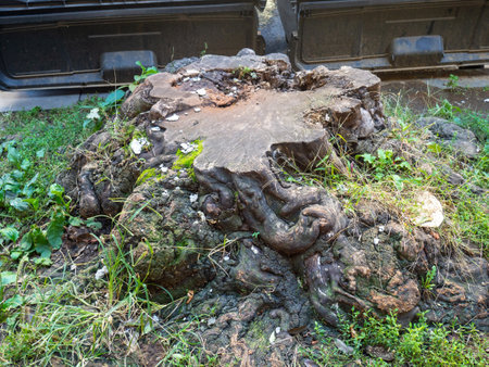 Old stump of a cut down large tree. Stump in the city. Remains of a giant. Nature in the city.の写真素材