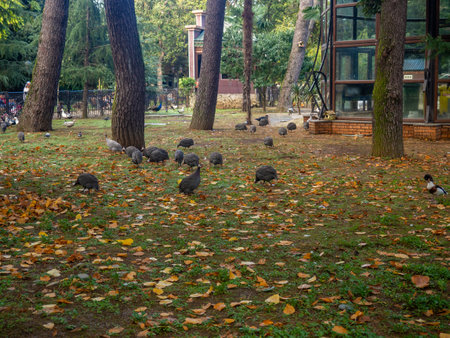 City park with animals. Fencing for animals. Peacock babies. Many birds walk on the ground. Nursery. Flightless birdsの写真素材