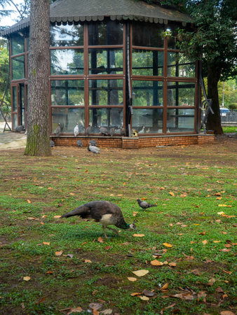 City park with animals. Fencing for animals. Peacock babies. Many birds walk on the ground. Nursery. Flightless birdsの写真素材