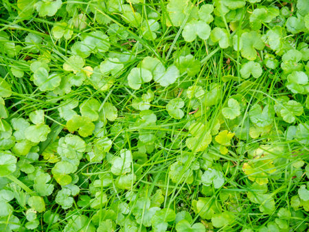 Background from small leaves of a small plant. Soft green grass in the park. Gently green background. Texture made from natural materialの写真素材