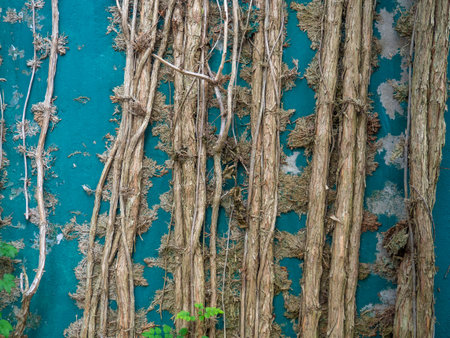 Roots on the wall. Loach growing on concrete. Loach with a dense trunk. background of plants creeping along the wall. Ivyの写真素材