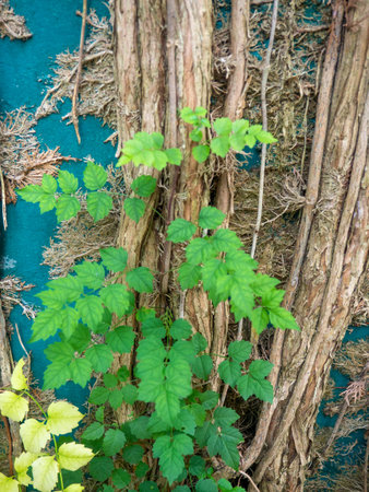 Roots on the wall. Loach growing on concrete. Loach with a dense trunk. background of plants...