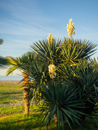Yucca palm blossom. Vegetation in the south. Fading flowers on a palm tree. White petalsの写真素材