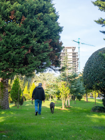 A man walks a large dog in the park. Back view. Retreating figures of a man and a dog. Vacation with a pet at the resort. Leashの写真素材