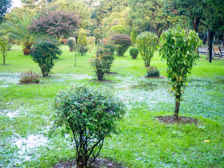 Park after the rain. Park lawn in puddles. After bad weather. Humidity. Autumn in the park.の写真素材