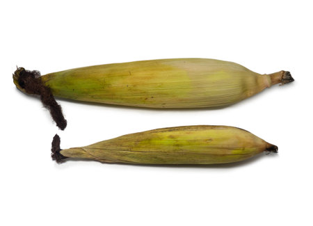 Cereal concept. Unhusked old corn on a white background. Corn with leaves. Maize with hairs. Two cobsの写真素材