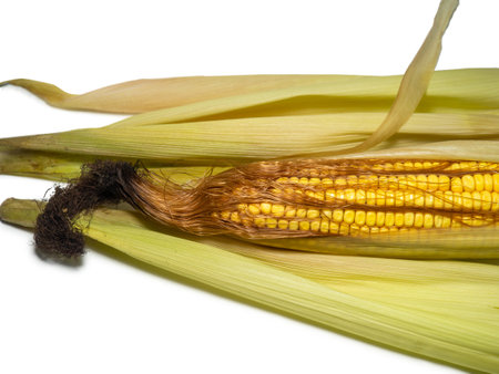 Cereals concept. Semi-husked overripe corn on a white background. Corn with leaves. Corn with hairs. Bright yellow grains. Close-up of a cobの写真素材