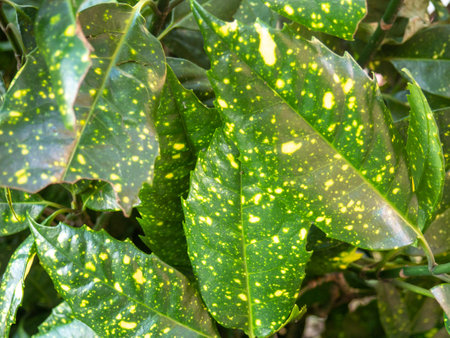 Background of green leaves with yellow specks. Leaves background. Summer pattern. Bushの写真素材