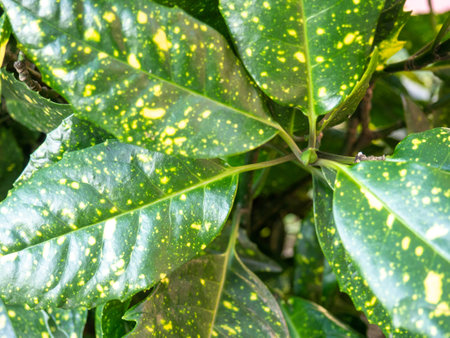 Background of green leaves with yellow specks. Leaves background. Summer pattern. Bushの写真素材