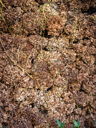 Background of dried flowers.Brown petals. Herbarium. Decorations made from dead flowers.の写真素材