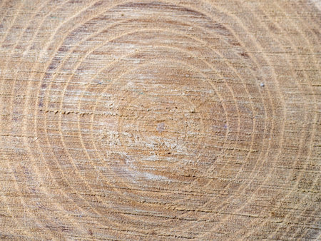 Fresh cut of a tree. Annual rings on wood. A round piece of wood. Wood interior texture backgroundの写真素材
