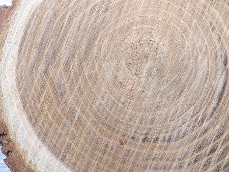 Fresh cut of a tree. Annual rings on wood. A round piece of wood. Wood interior texture backgroundの写真素材
